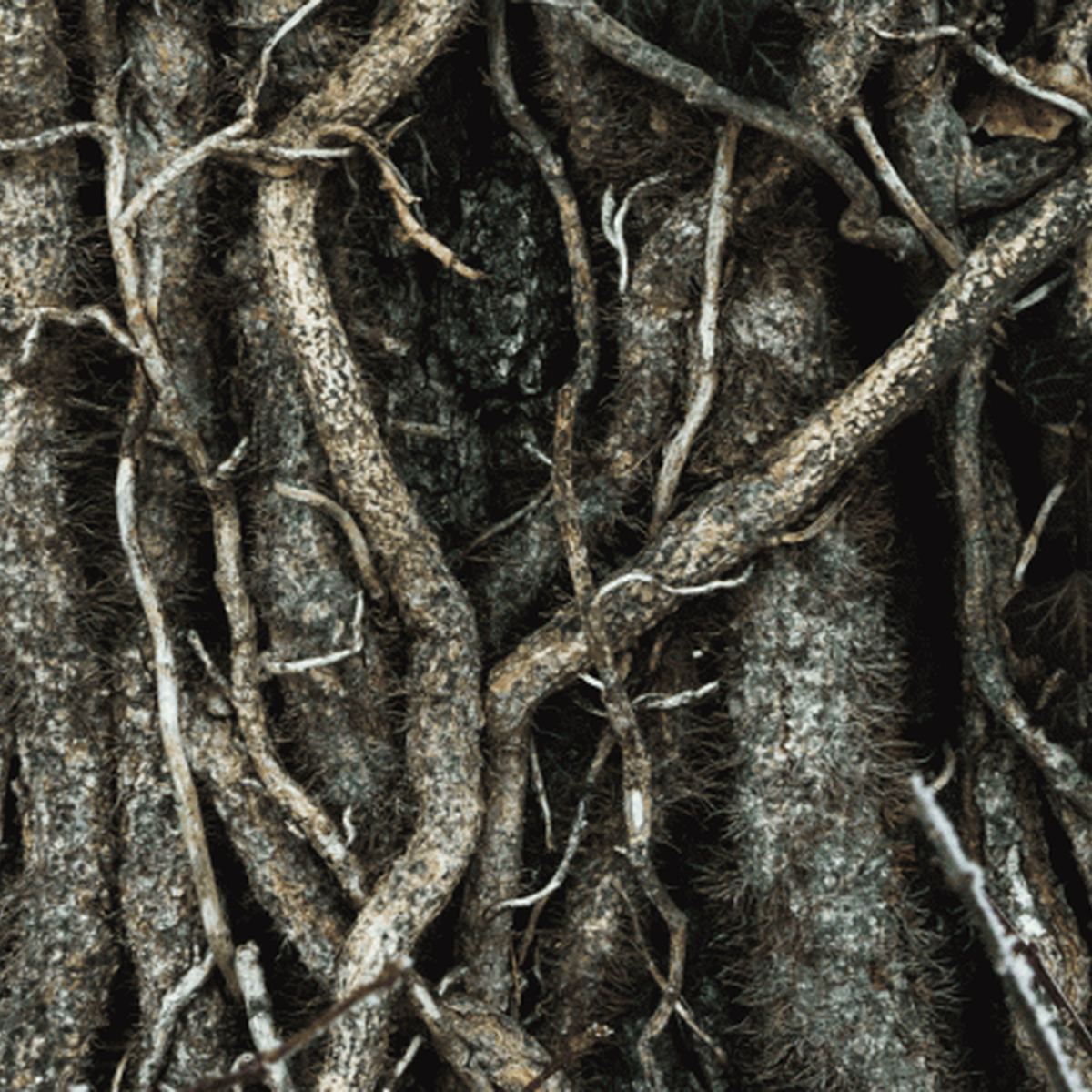 The tangled roots… Center for European Studies at Harvard University