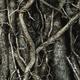 The tangled roots of populism